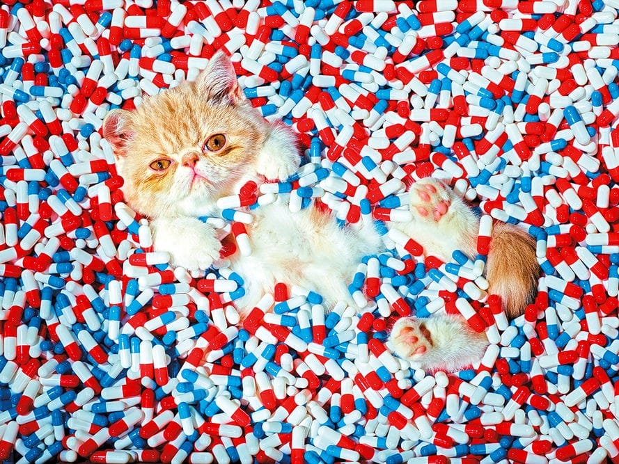 chat et médicament