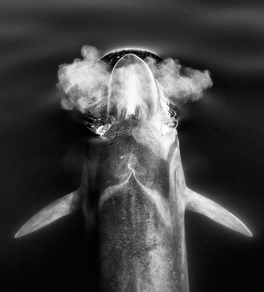 Christopher Swann photo de baleine