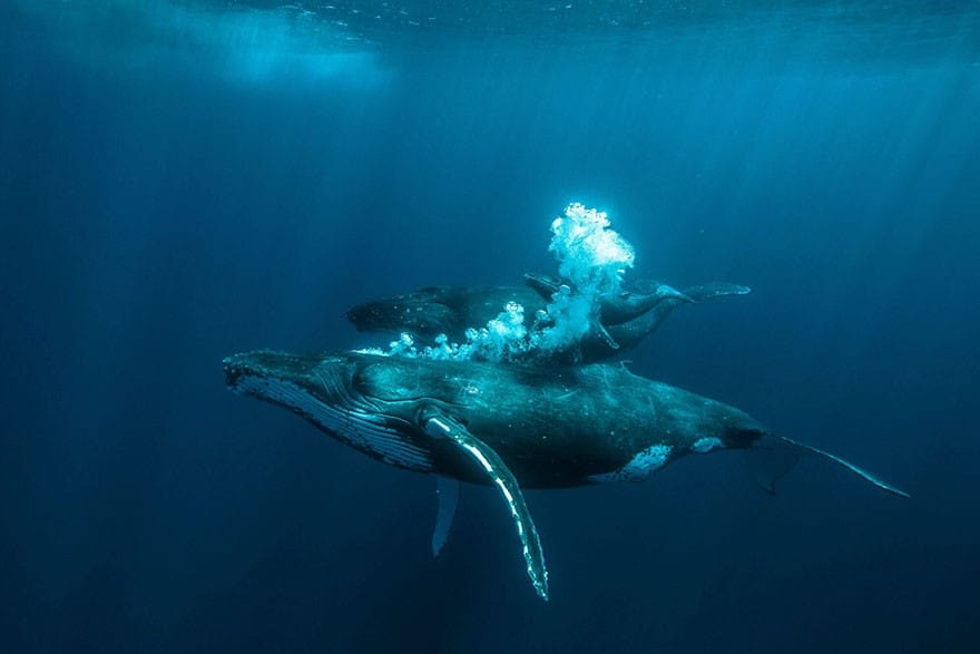 baleine à bosses avec baleineau Hasselblad Masters Awards