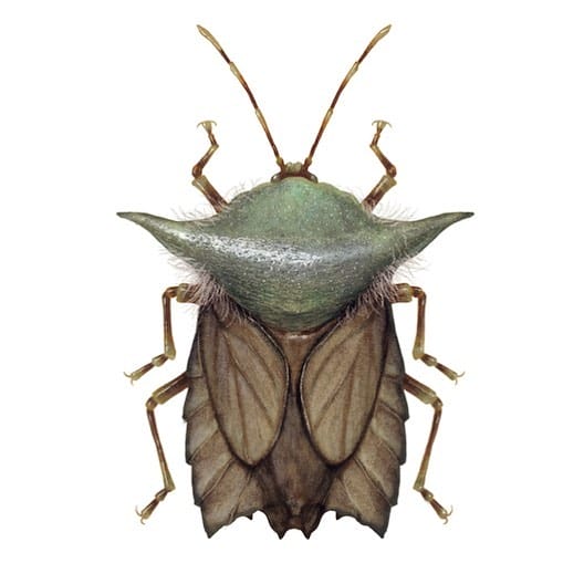 Les insectes de Richard Wilkinson, entre hyper-réalisme et sciences-fiction