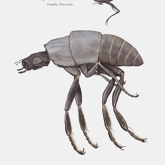 Anthopoda Iconicus, quand les insectes ressemblent aux personnages de Star Wars 7