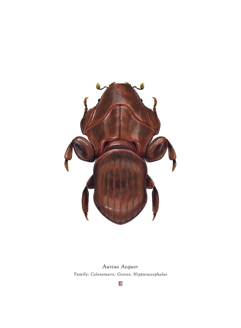 Anthopoda Iconicus, quand les insectes ressemblent aux personnages de Star Wars 5