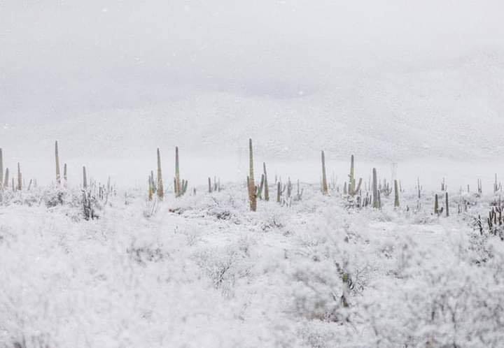 cactus sous la neige en arizona