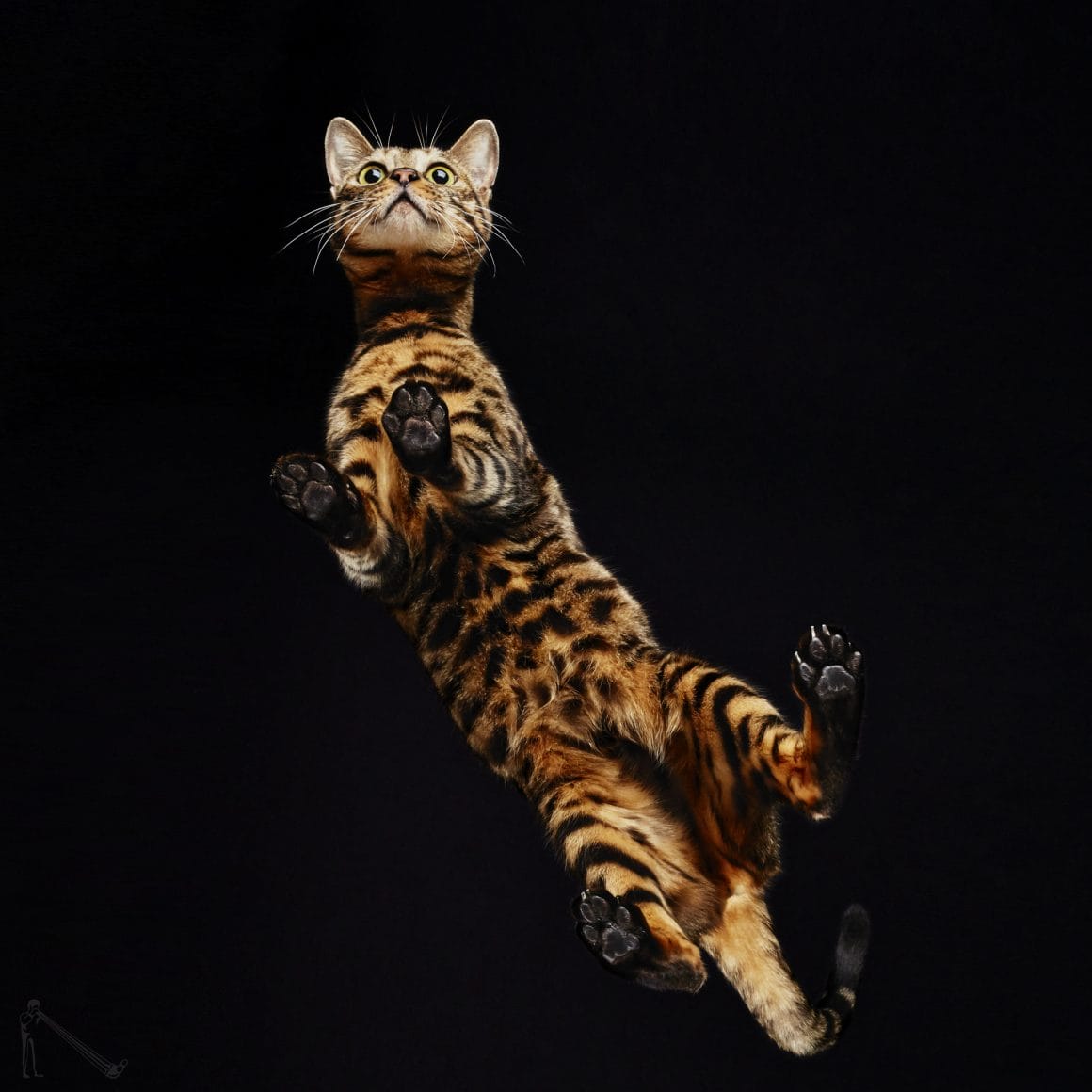 Chat tigré vu du dessous par Underlook