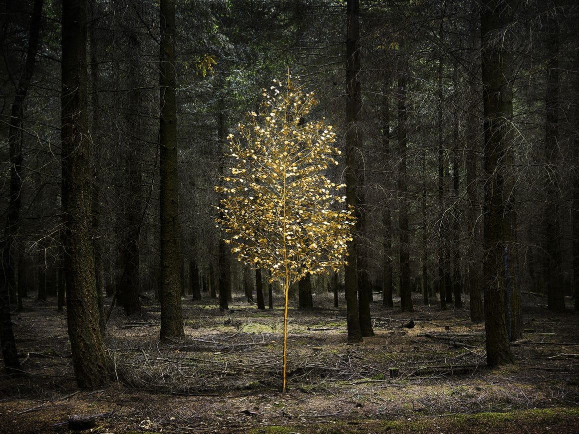 arbre doré au centre d'une forêt 