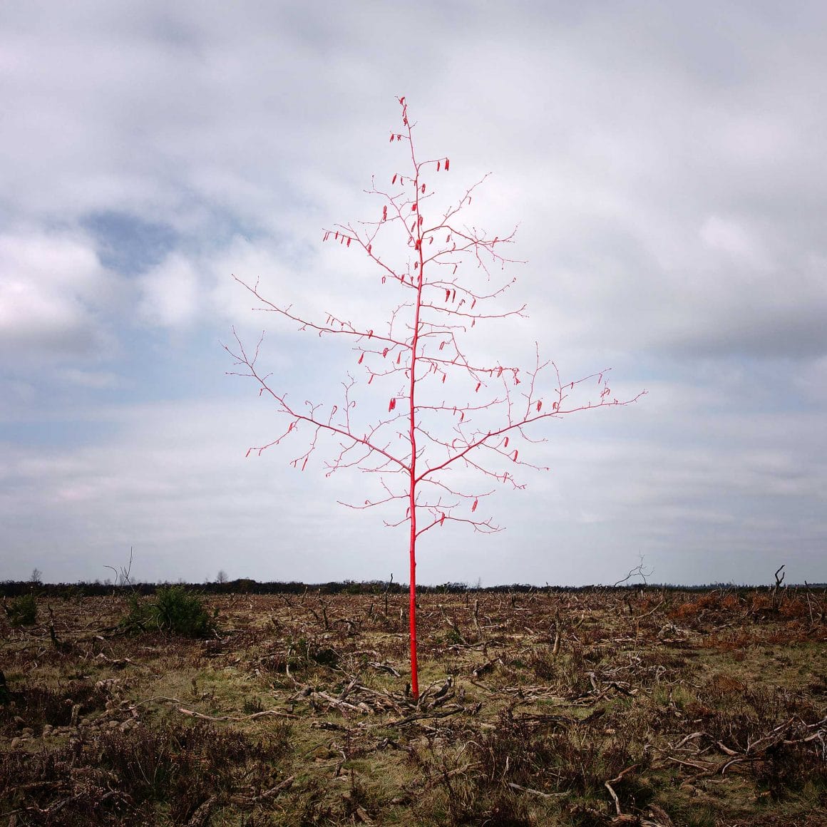 arbre peint en rouge seul dans un champ Ellie Davies