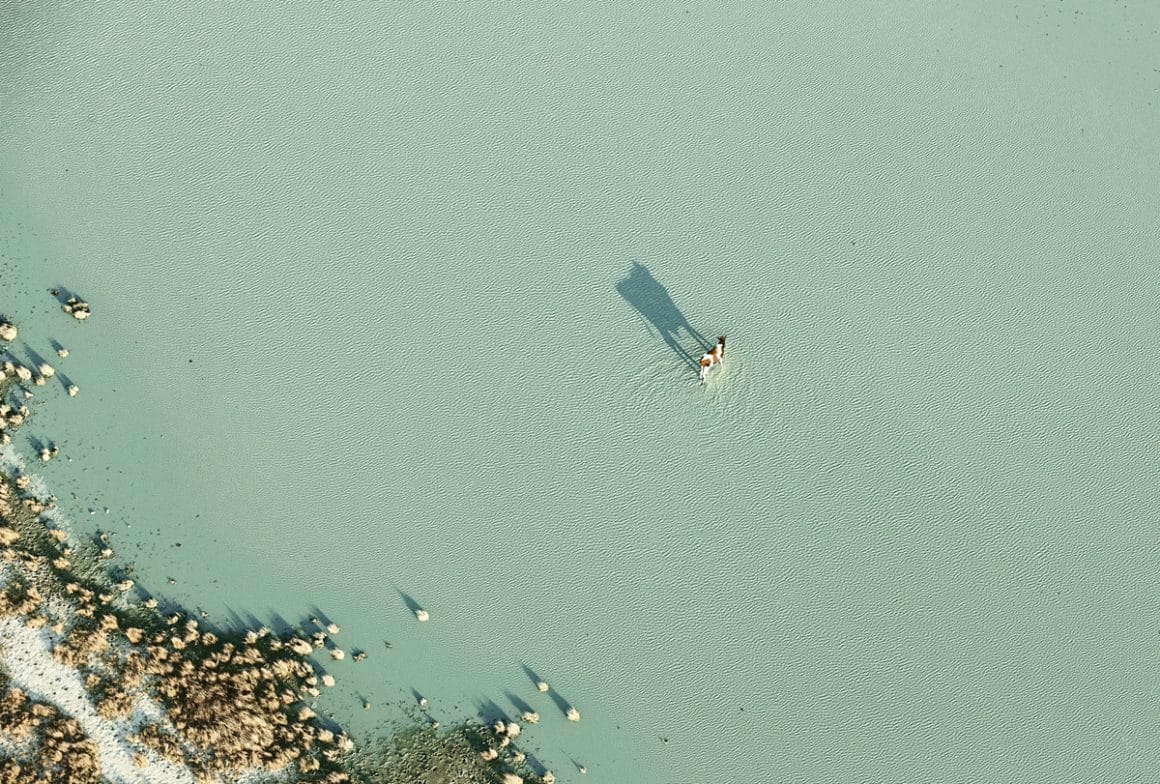 Vue aérienne d'un paysage au Botswana, animal dans l'eau (vache ?)