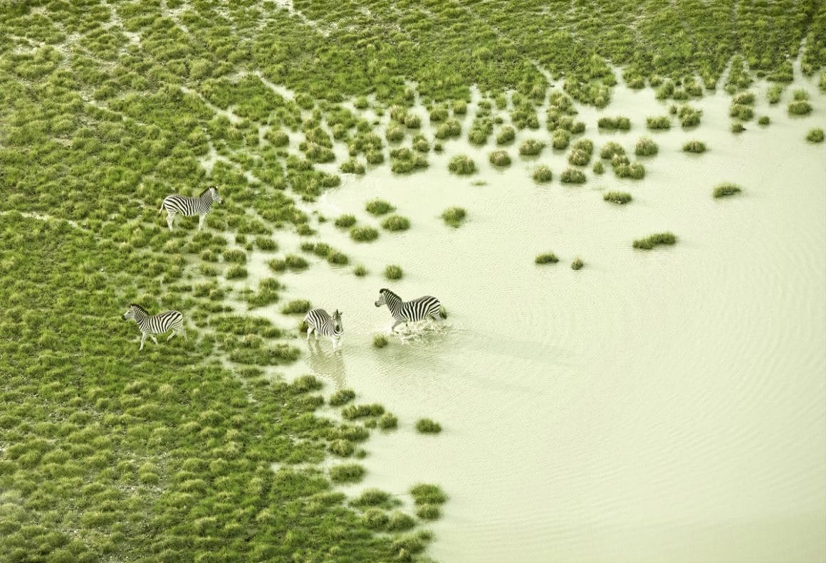 Vue aérienne d'un paysage au Botswana avec zèbres
