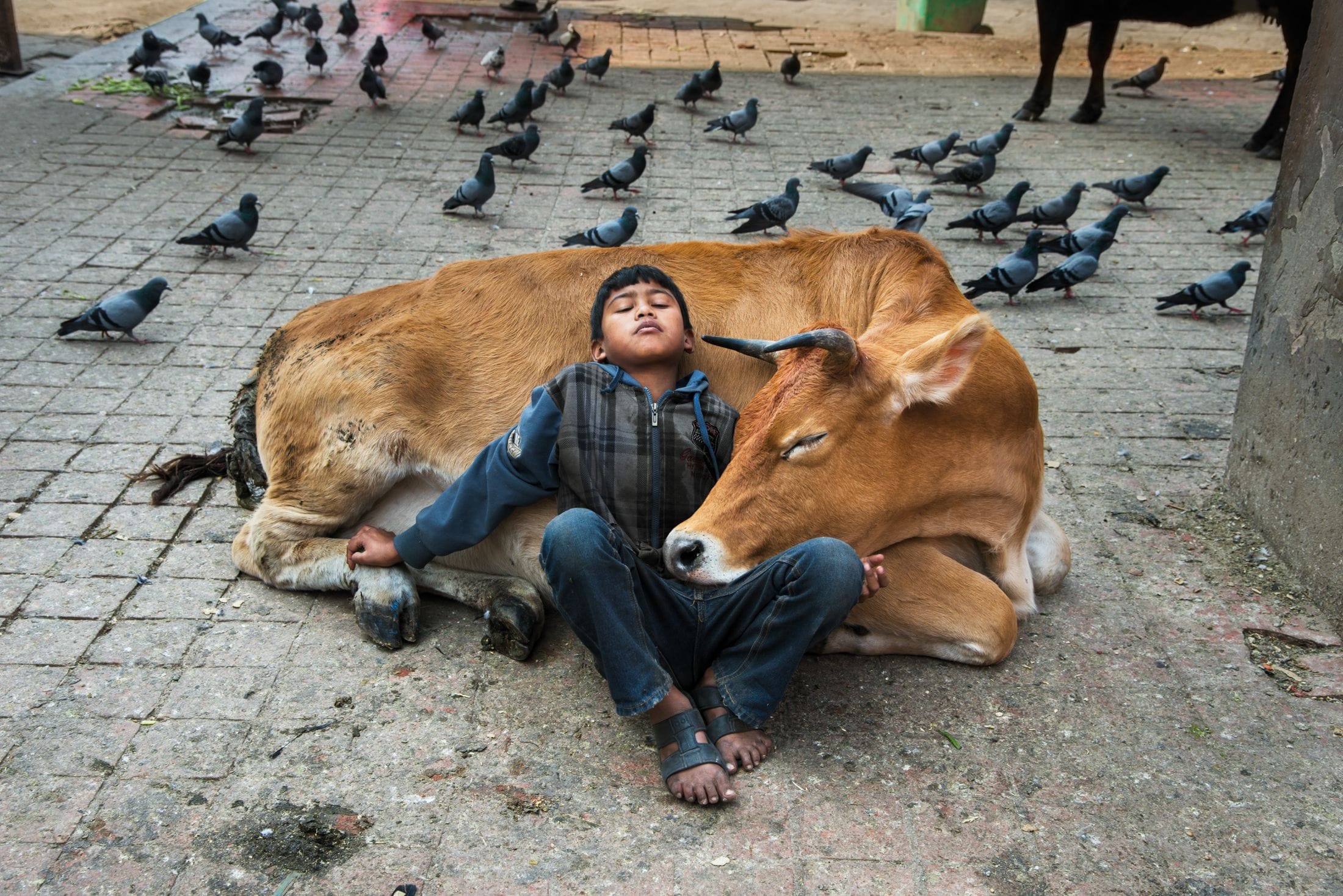Steve McCurry, "Animals".