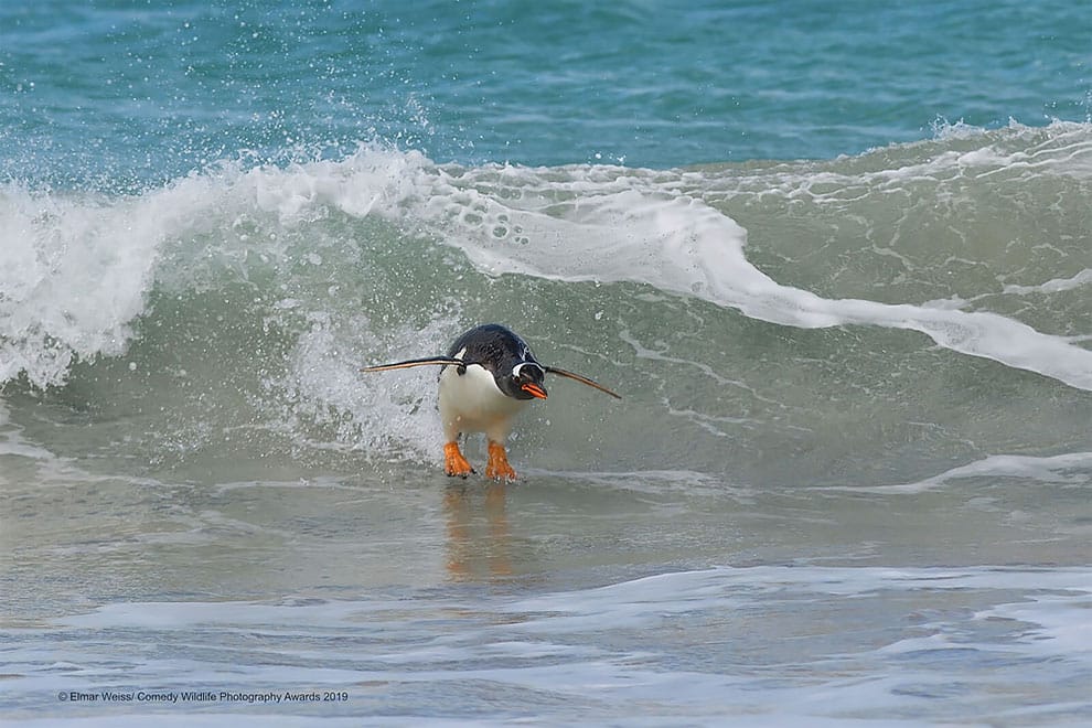Pingouin qui surf
