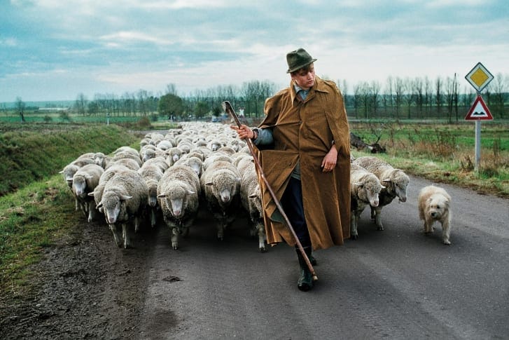Steve McCurry, "Animals". Photographies publiées aux Editions Taschen.