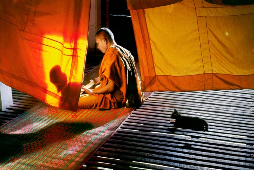 Steve McCurry, "Animals". Photographies publiées aux Editions Taschen, Thaïlande, 1998.