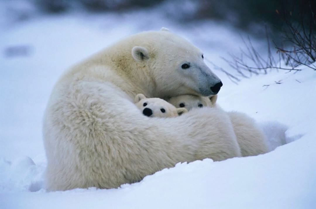 Famille d'ours blancs par Paul Nicklen