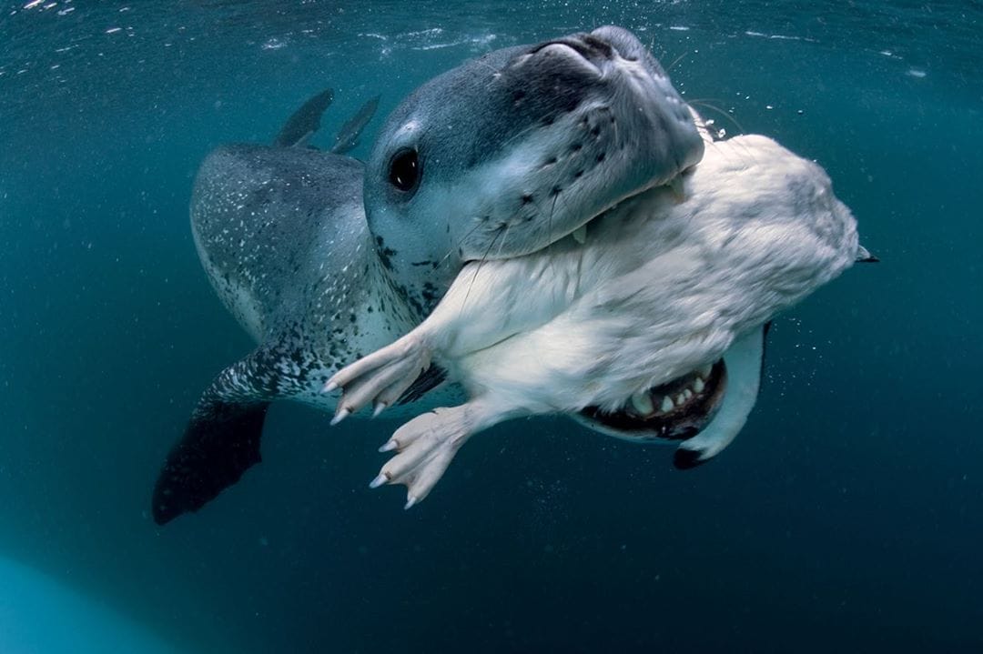 Léopard des mers qui mange par Paul Nicklen