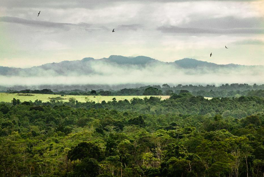 Quentin Hulo lauréat du Prix Puressentiel, paysage envoutant d'une immense forêt dans les nuages. 