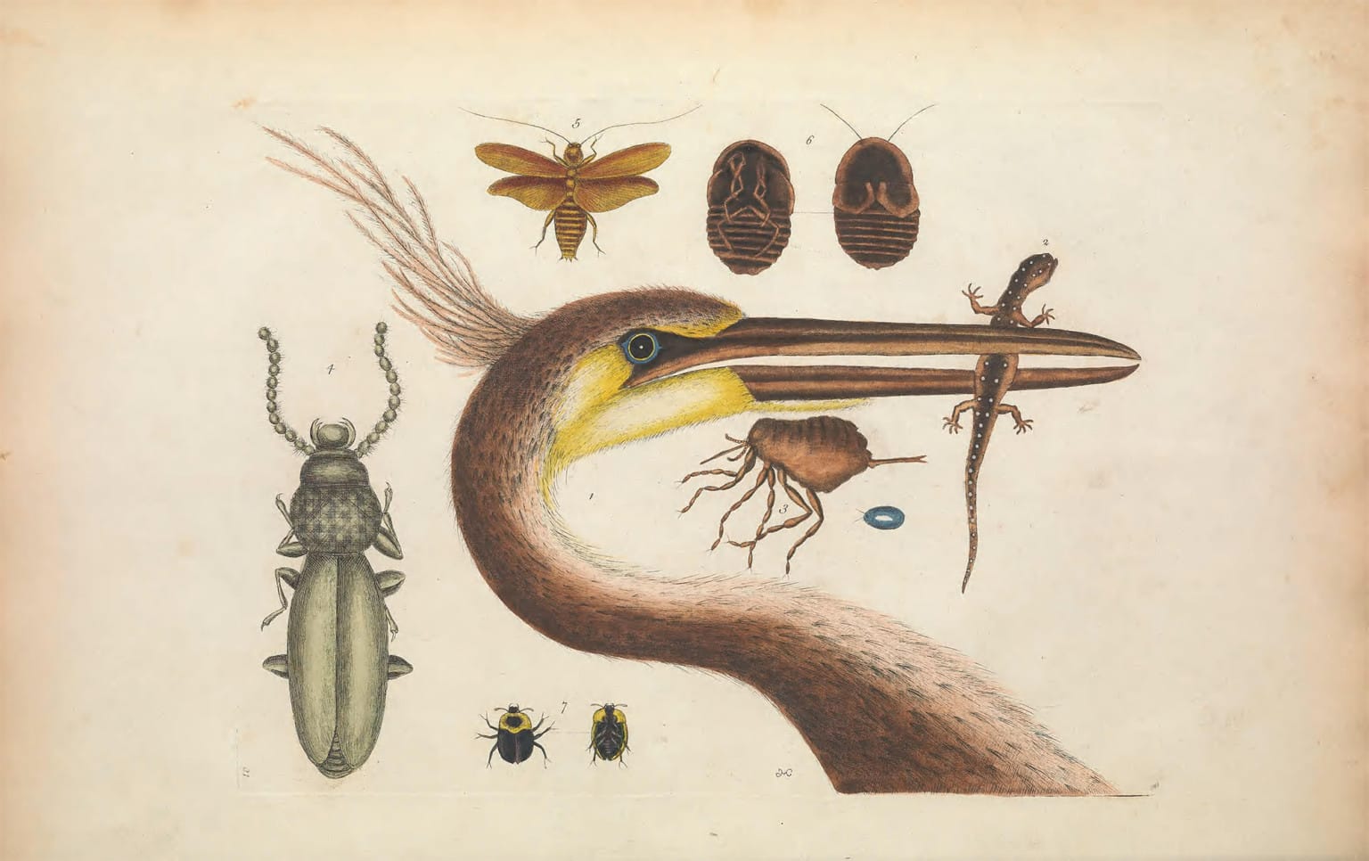 La Bibliothèque du patrimoine de la biodiversité met plus de 150 000 illustrations en libre accès en ligne 1