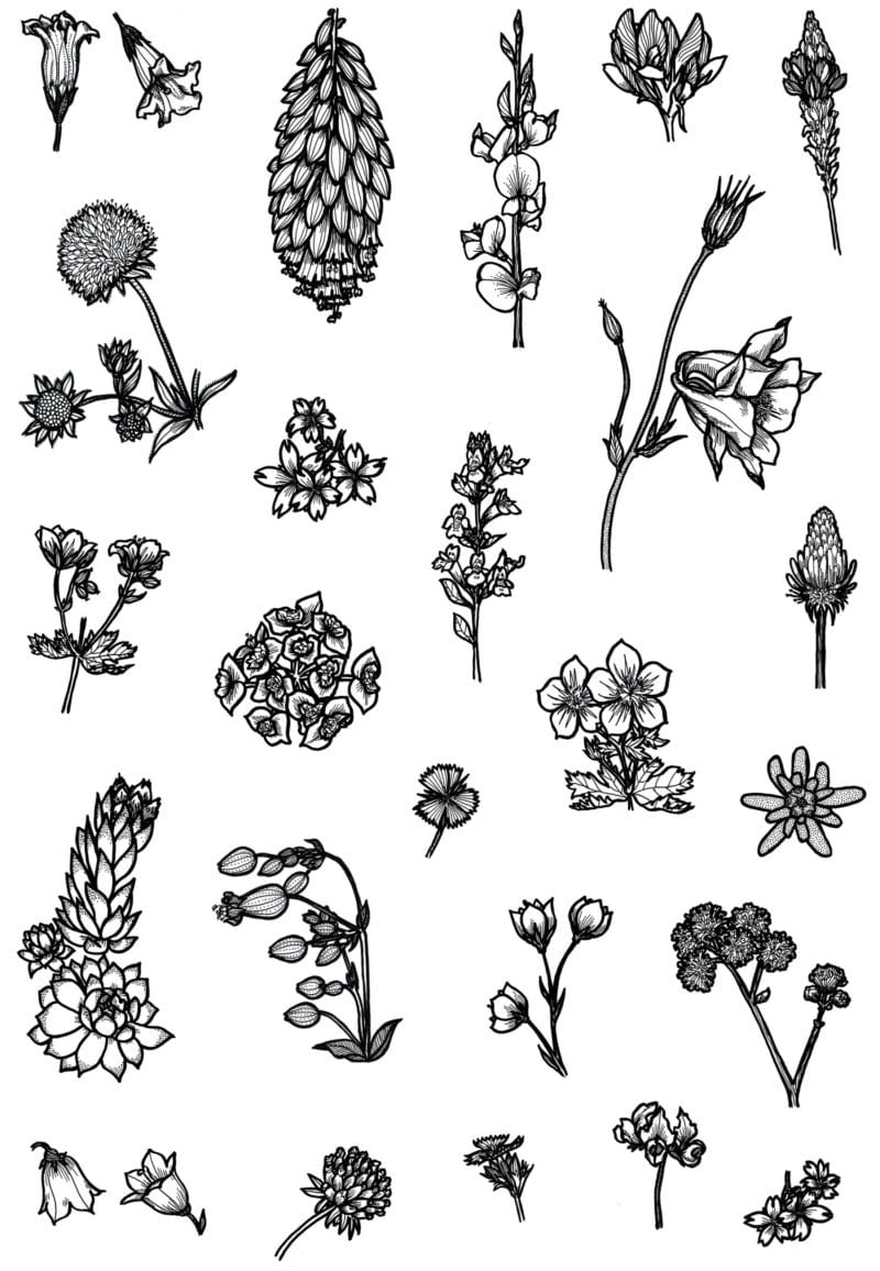 fleurs différentes noir et blanc tiges pétales 