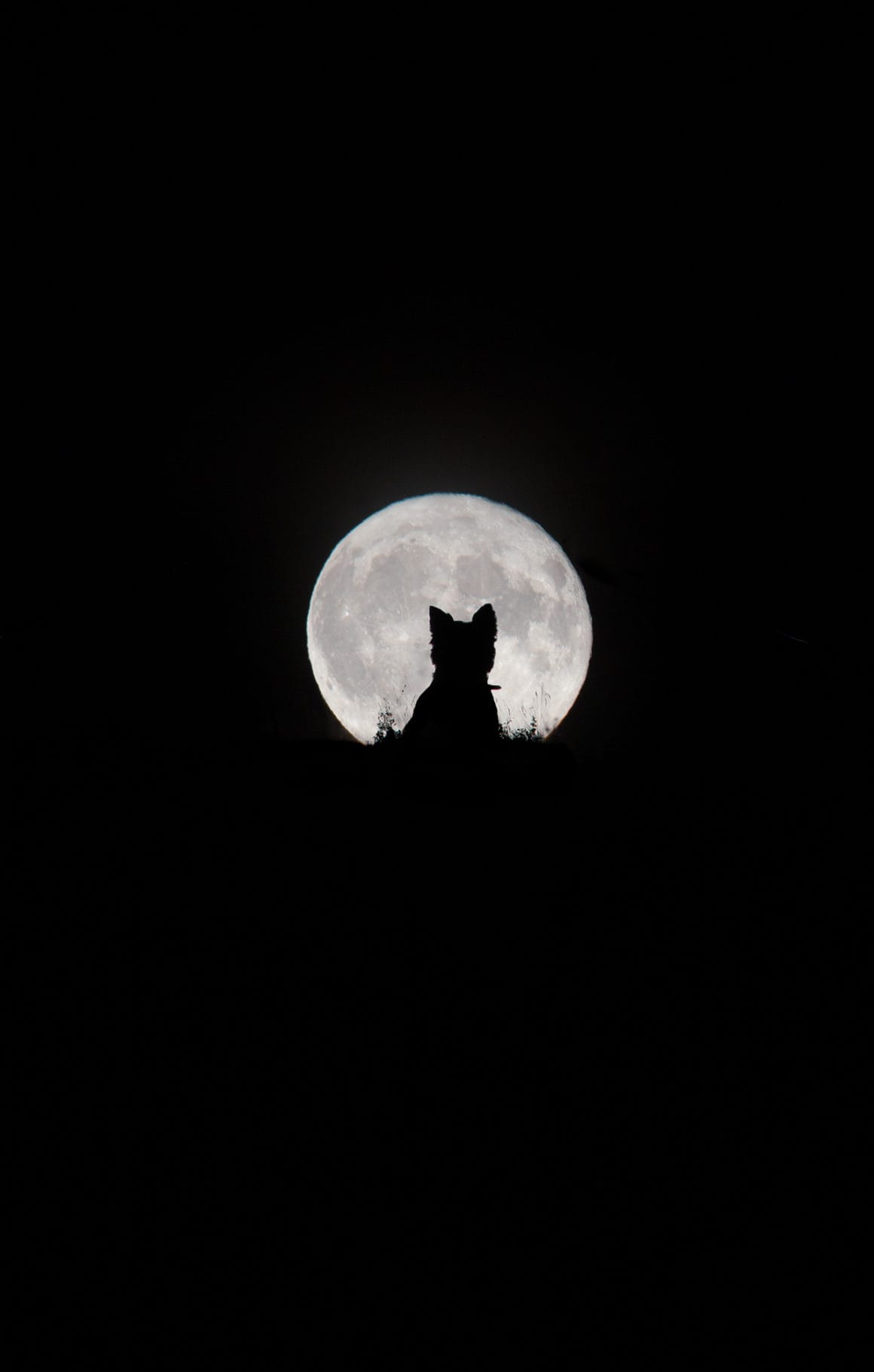 Le cliché "Big Moon, Little Werewolf" est encore en compétition dans la catégorie People's Choice Award du concours Insight Investment Astronomy Photographer of the Year