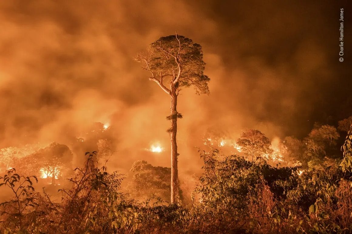 Amazon Burning par le photojournaliste Charlie Hamilton James