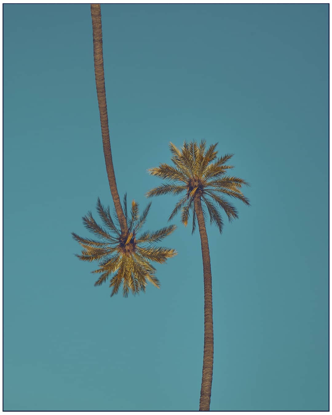 Palm Lovers est un cliché du photographe Bodgan Sorg