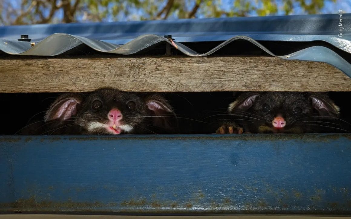 La photo Peeking Possums de Gary Meredith sacrée vainqueur de la catégorie "Urban Wildlife"