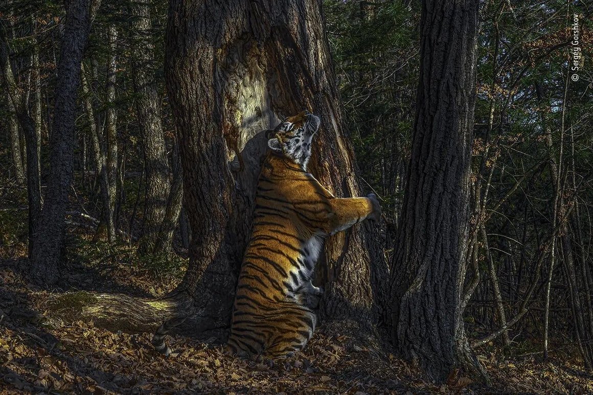 "The Embrace" par Sergey Gorshkov, vainqueur du Wildlife Photographer of the Year