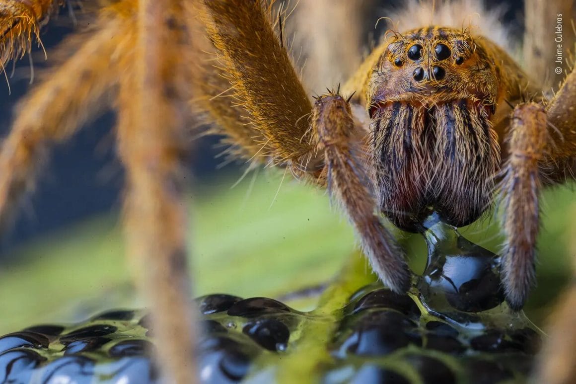 The Spider’s Supper de Jaime Culebras récompensé au Wildlife Photographer of the Year
