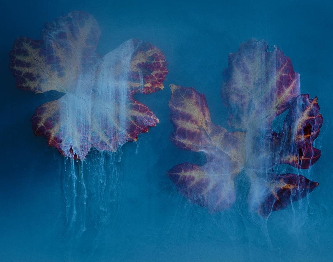 Des feuilles à l'allure fantomatique, issues de la série Flower Power Blue de Robert Peek