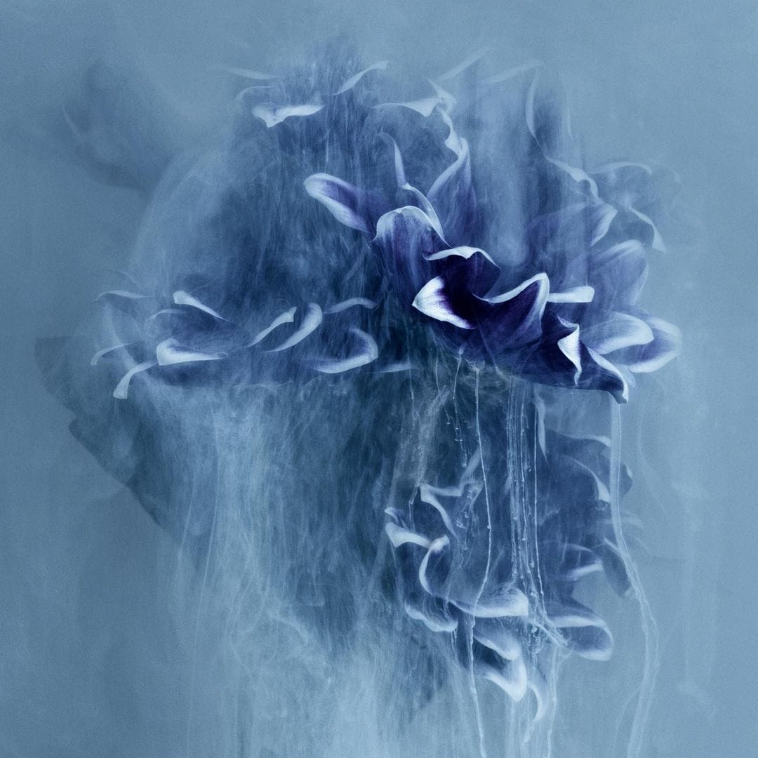 Photographie de Robert Peek, issue de sa série FlowerPower Blue