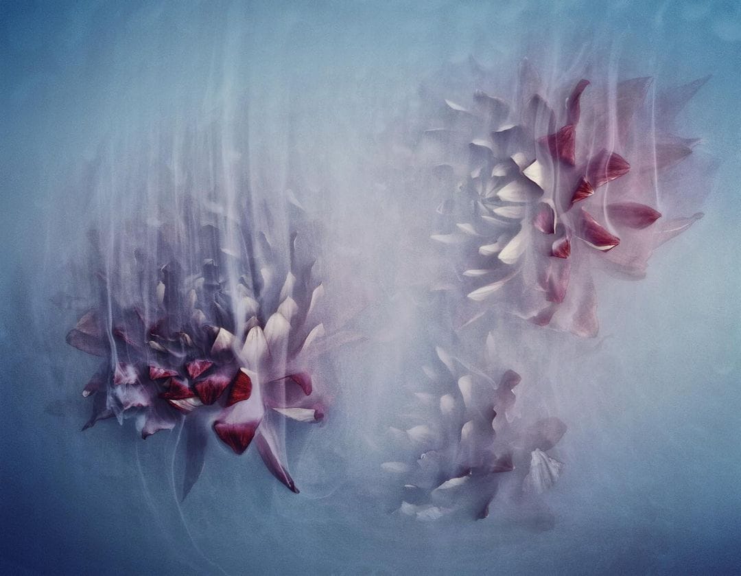 Photo de Robert Peek, issue de sa série Flower Power Blue