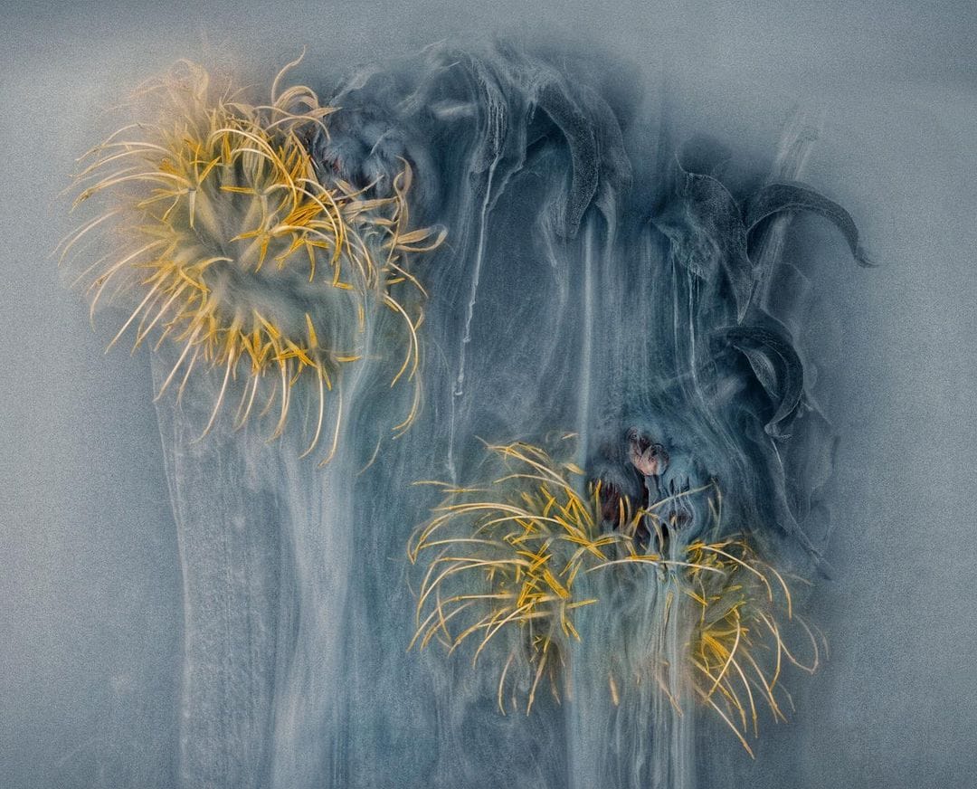 Robert Peek s'amuse avec les textures dans sa série Flower Power Blue