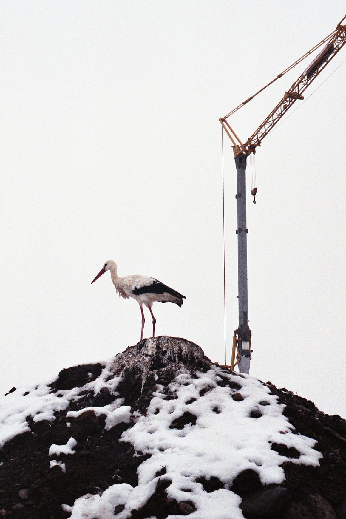 Photographie en couleur, grue et oiseau, dans la série "Homesickland"
