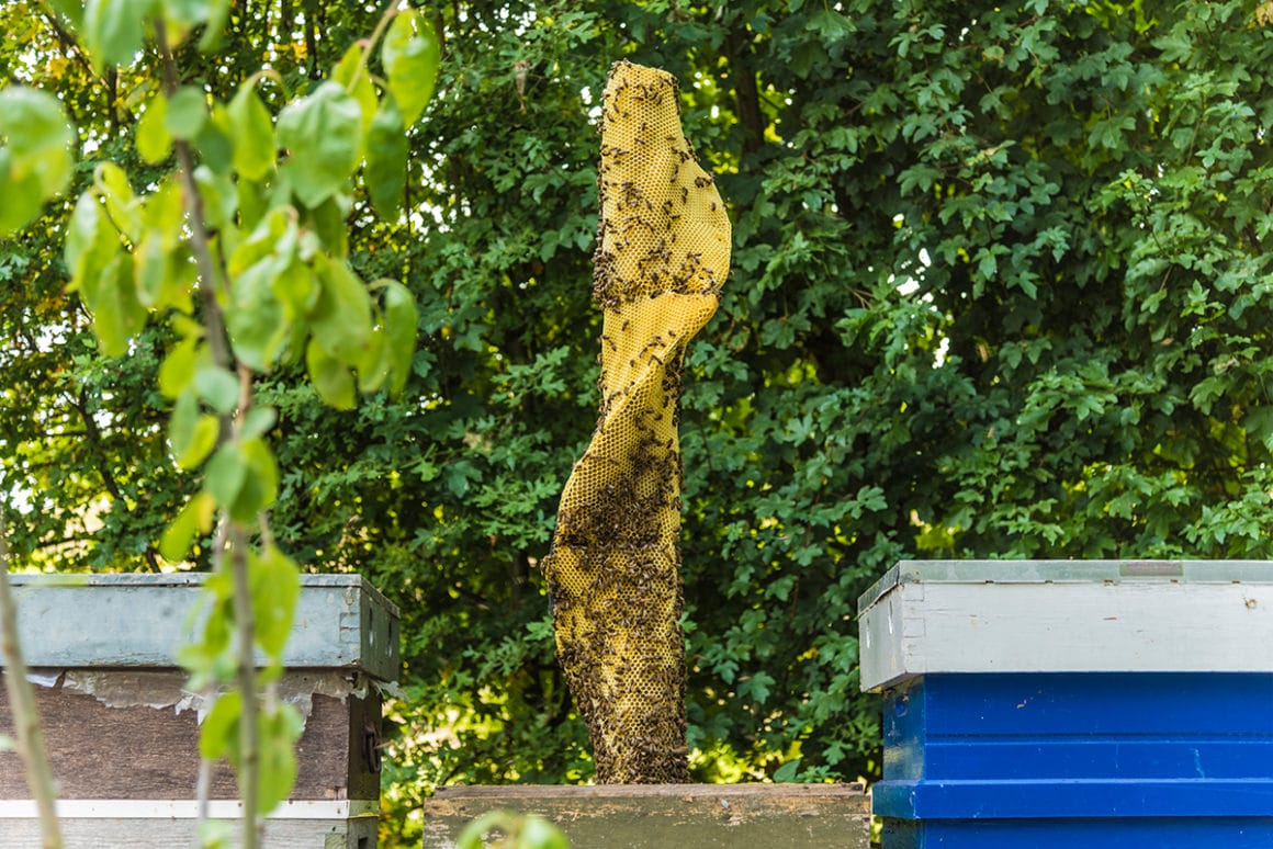 Sculpture d'une colonne torsadée réalisée à la cire d'abeille par Tomas Libertiny et des abeilles qui ont creusé des niches