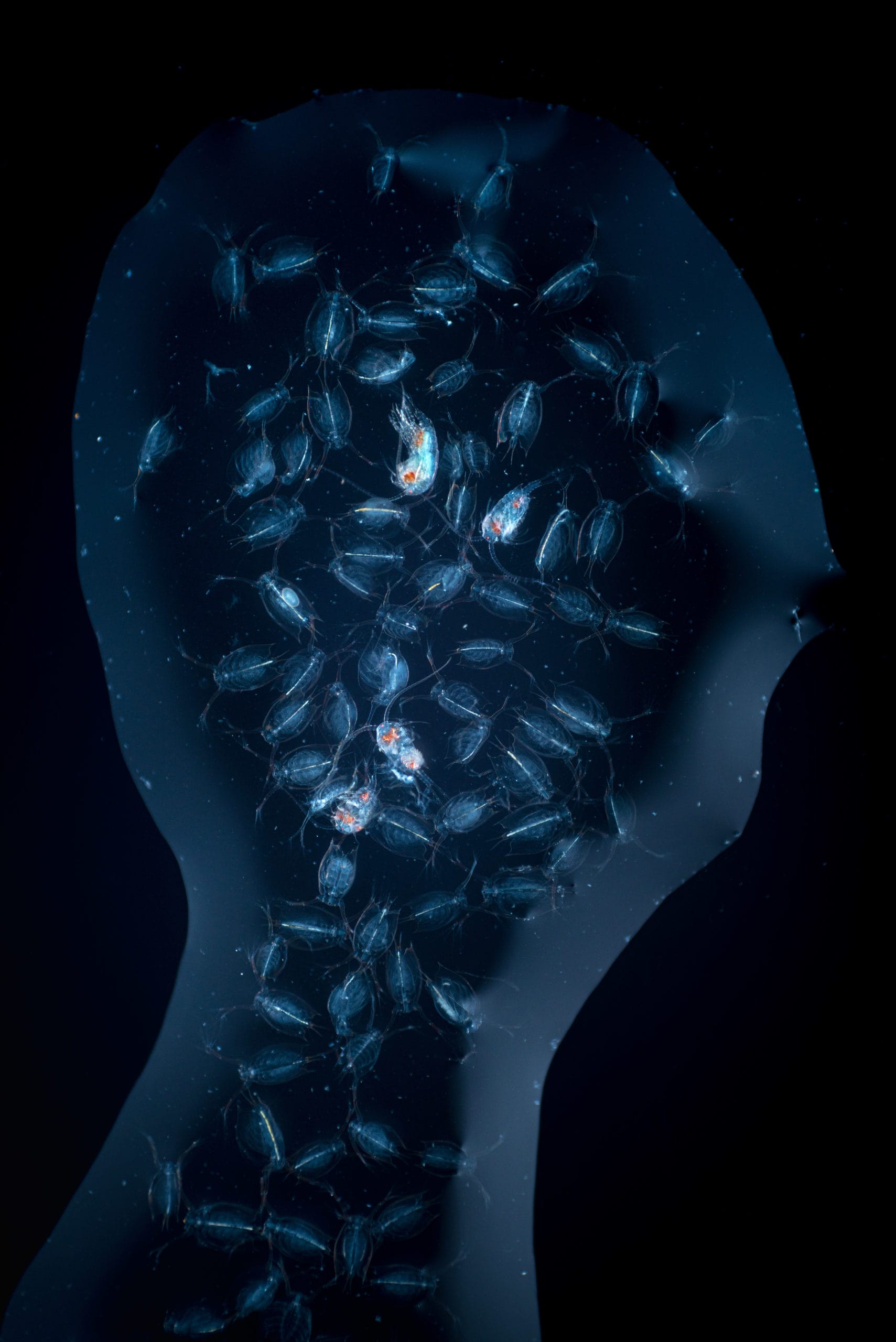 Multitude de petits planctons agglutinés