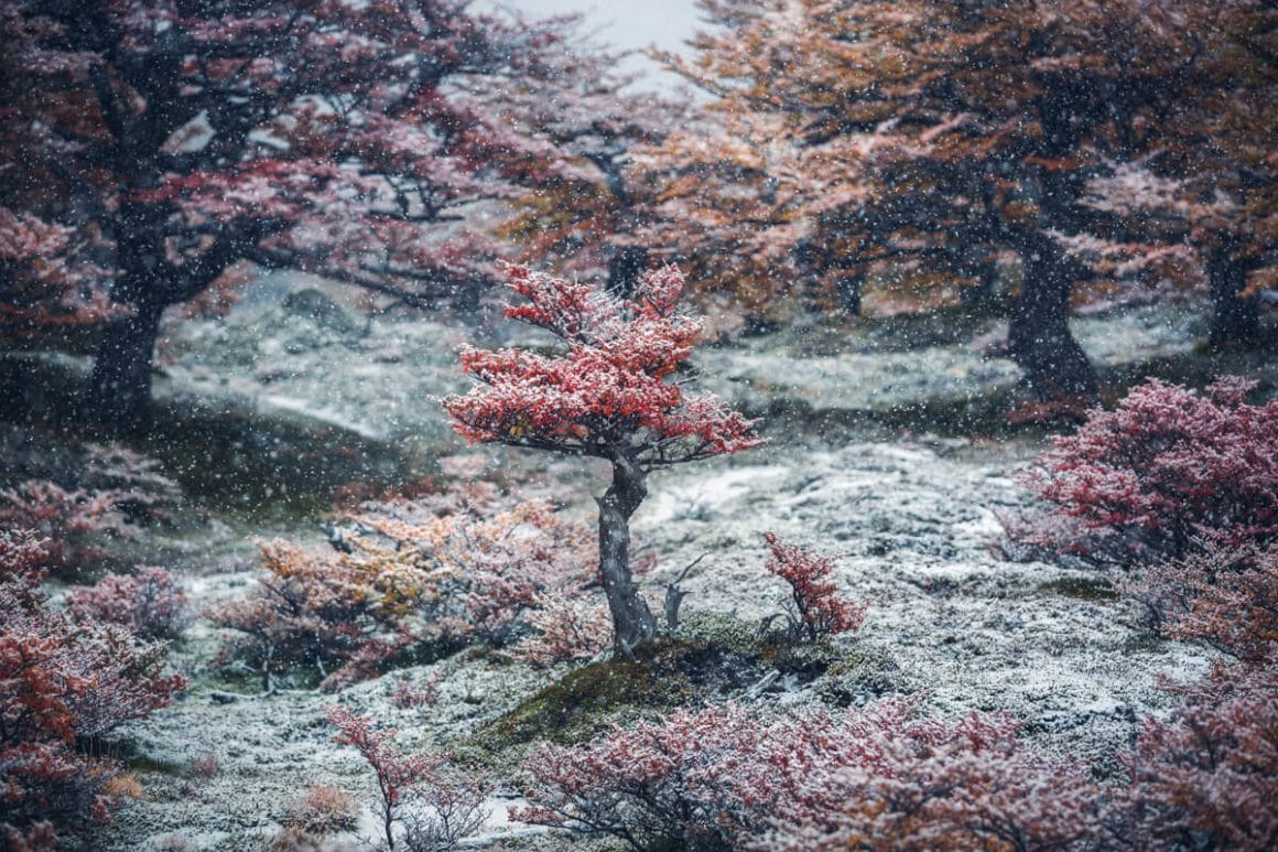 Plan d'un arbuste aux feuilles rouges, sur une prairie verte, entouré de plus grands arbres. Tout est recouvert d'une pellicule blanche et la neige tombe encore.