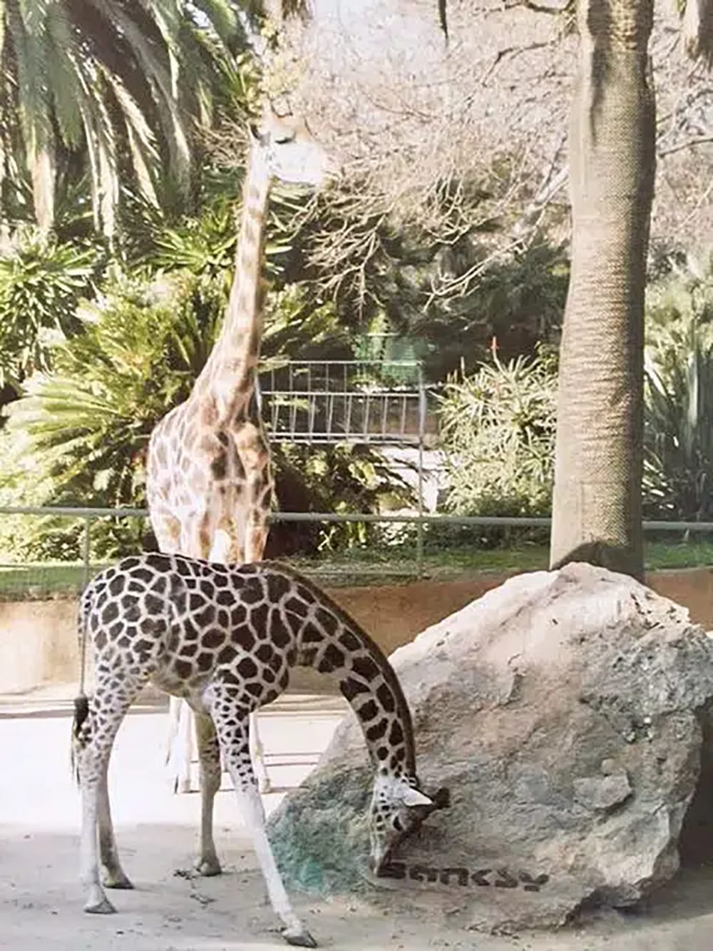 Signature de Banksy dans l'enclos des girafes - zoo Barcelone