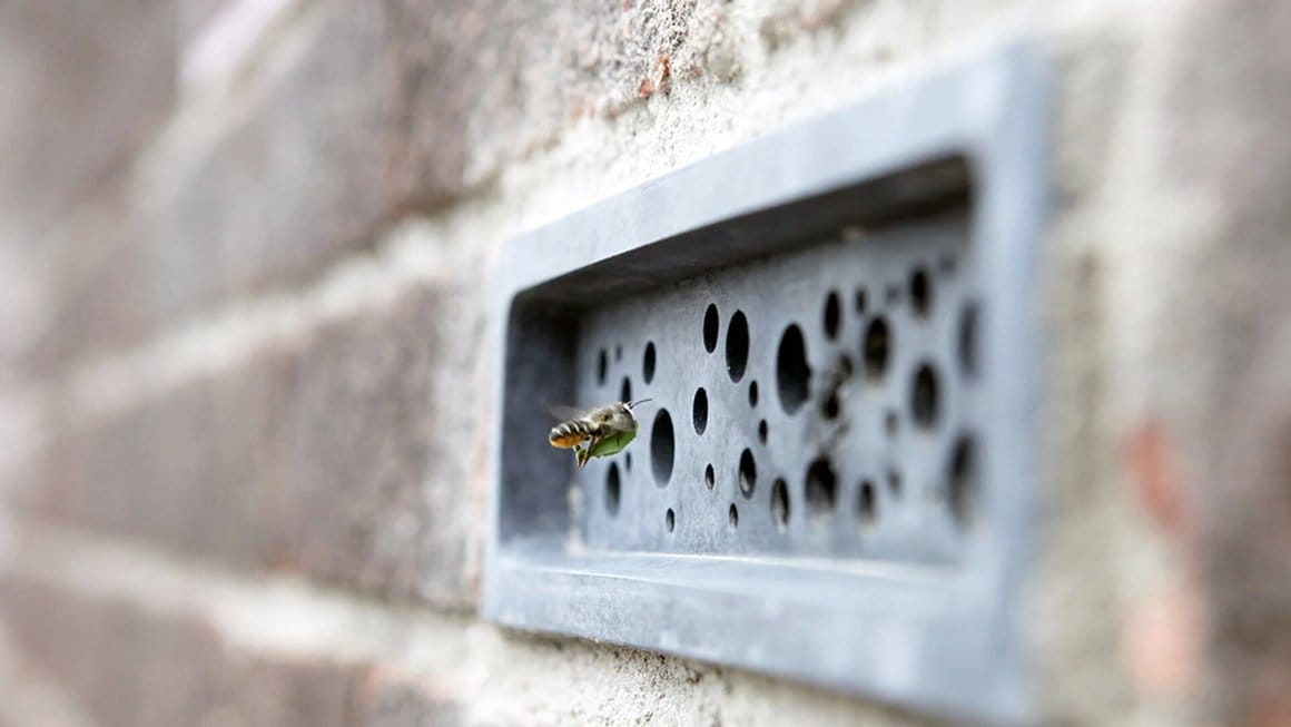 abeille sauvage qui rentre dans une brique