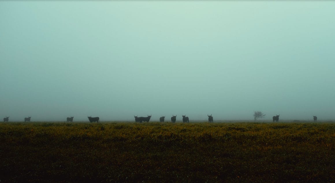 Victor Balaguer captures the cold and foggy landscapes of the Camargue one morning in January 2022.