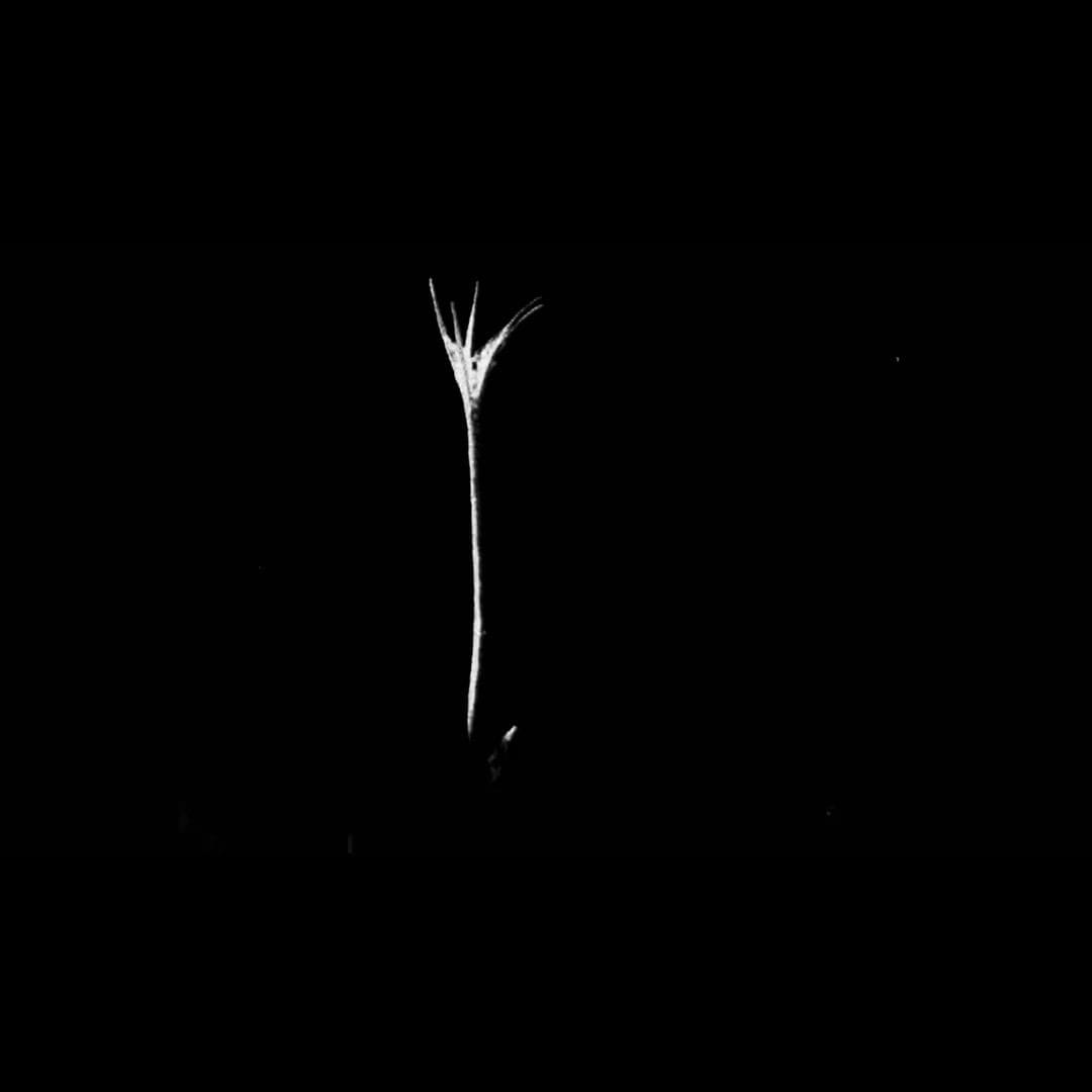 Fleur dans le clip de FINVUS de Monolithe Noir.