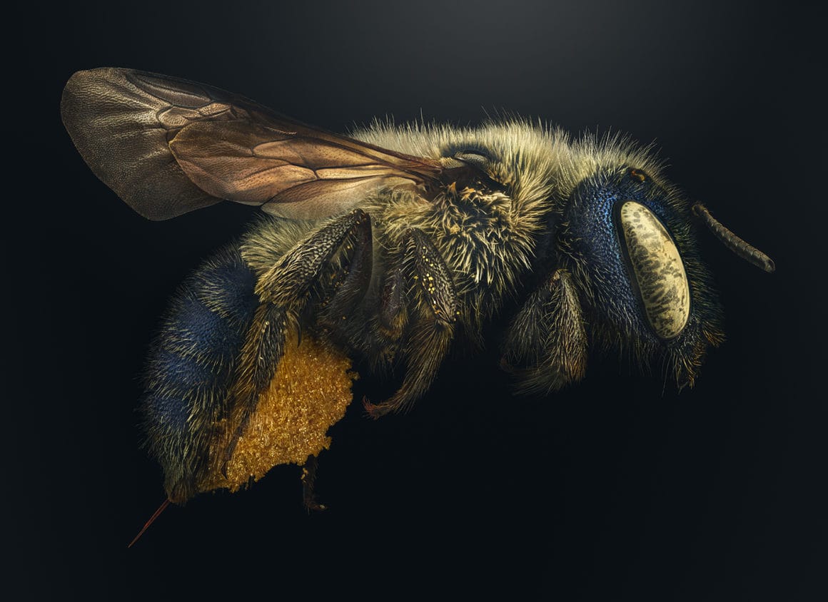 Une abeille bleue calamintha vue de près prise grâce à la macro photo.