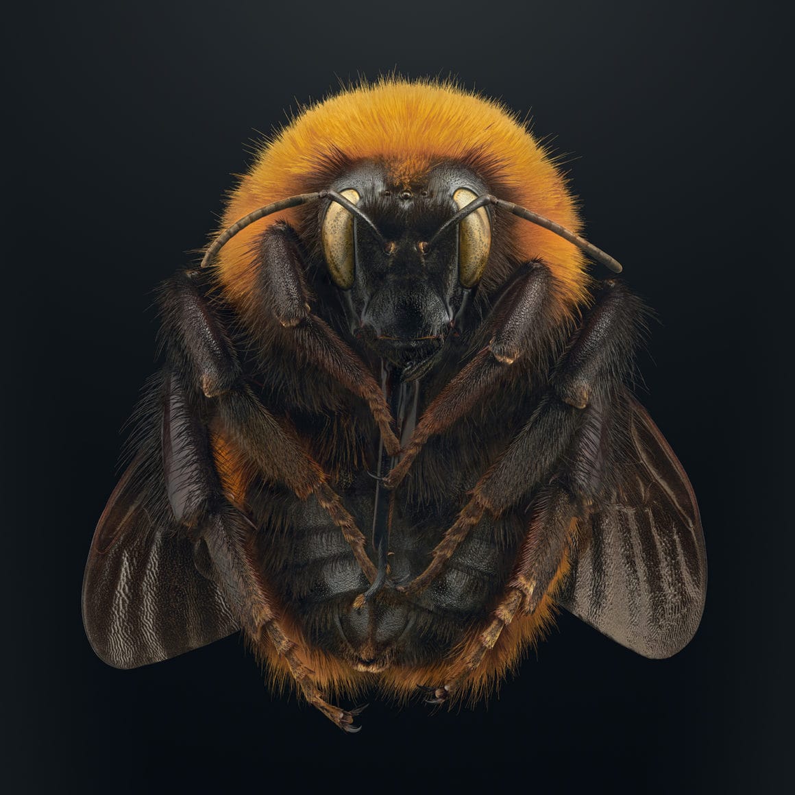 Une abeille vue de près prise grâce à la macro photo.