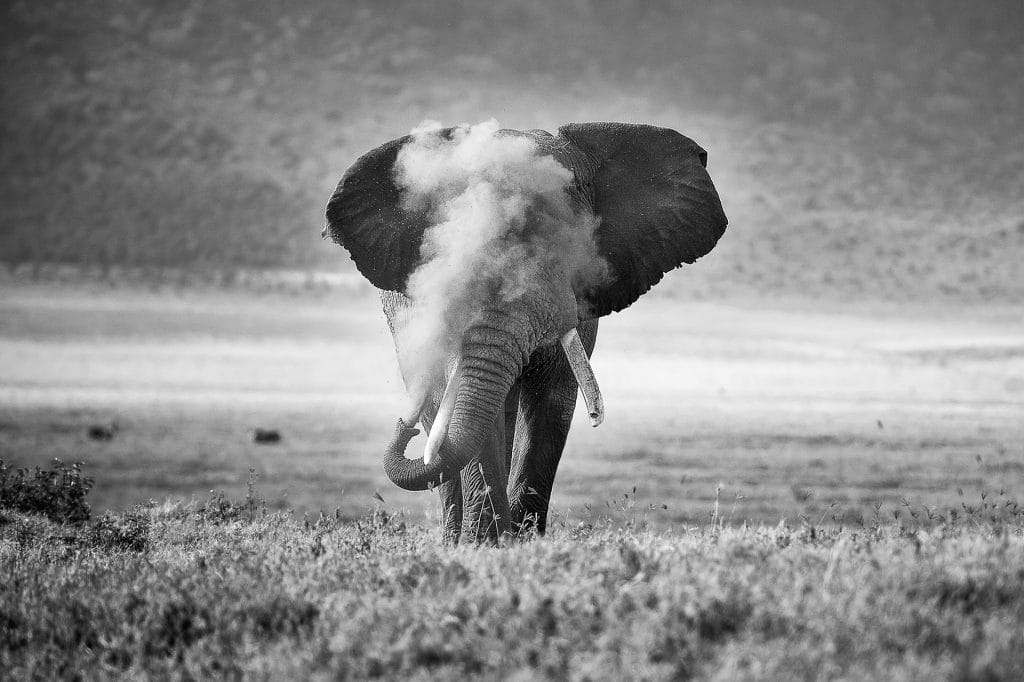 Cette photo représente un éléphant en noir et blanc en train de souffler de la poussière.