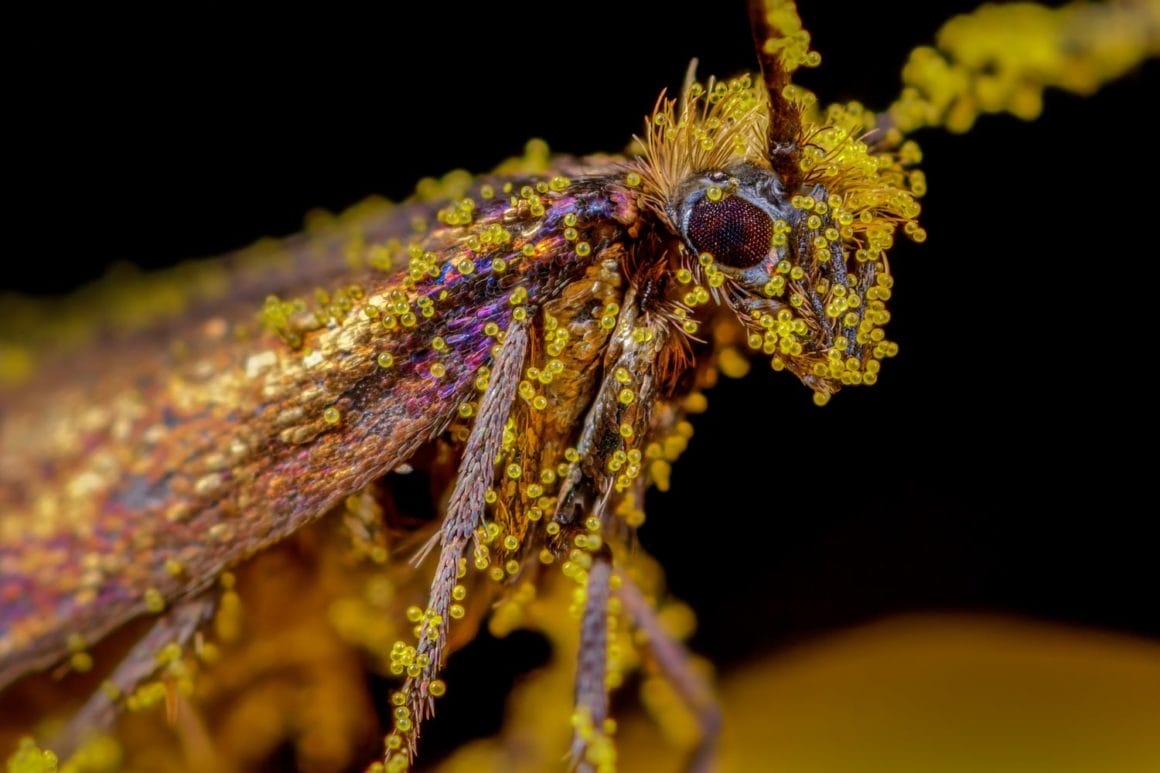 Cette photo représente un insecte plein de pollen.