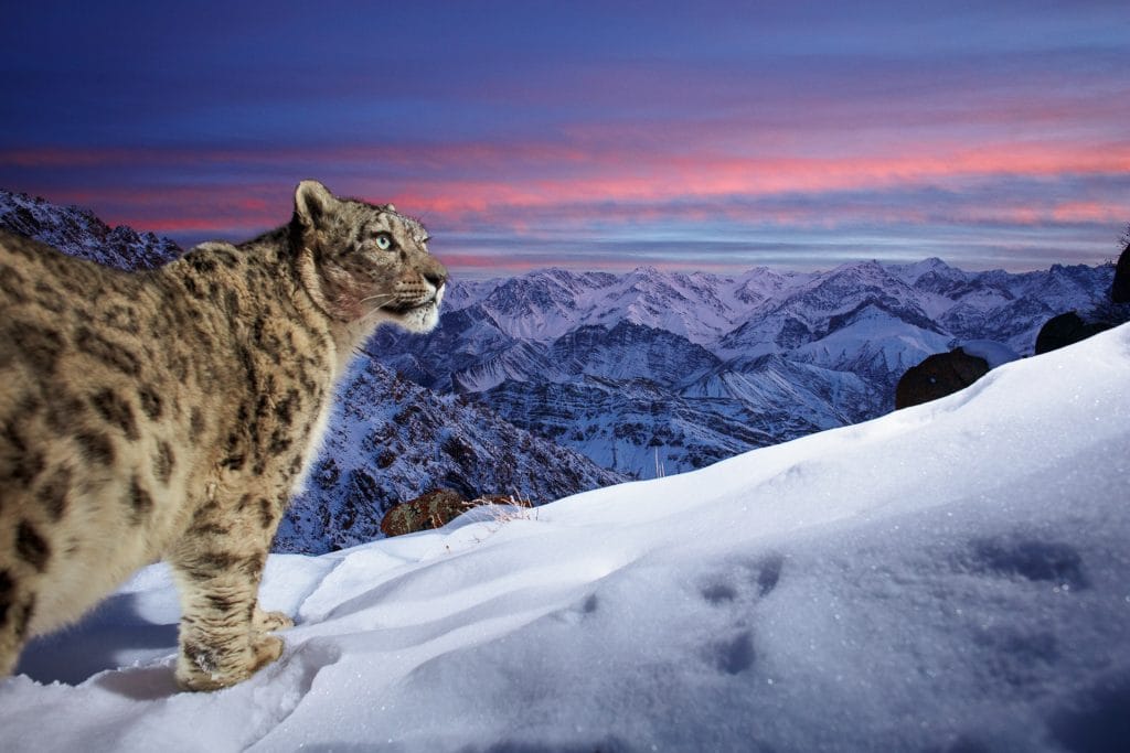 Cette photo représente un léopard en haut d'une montage.