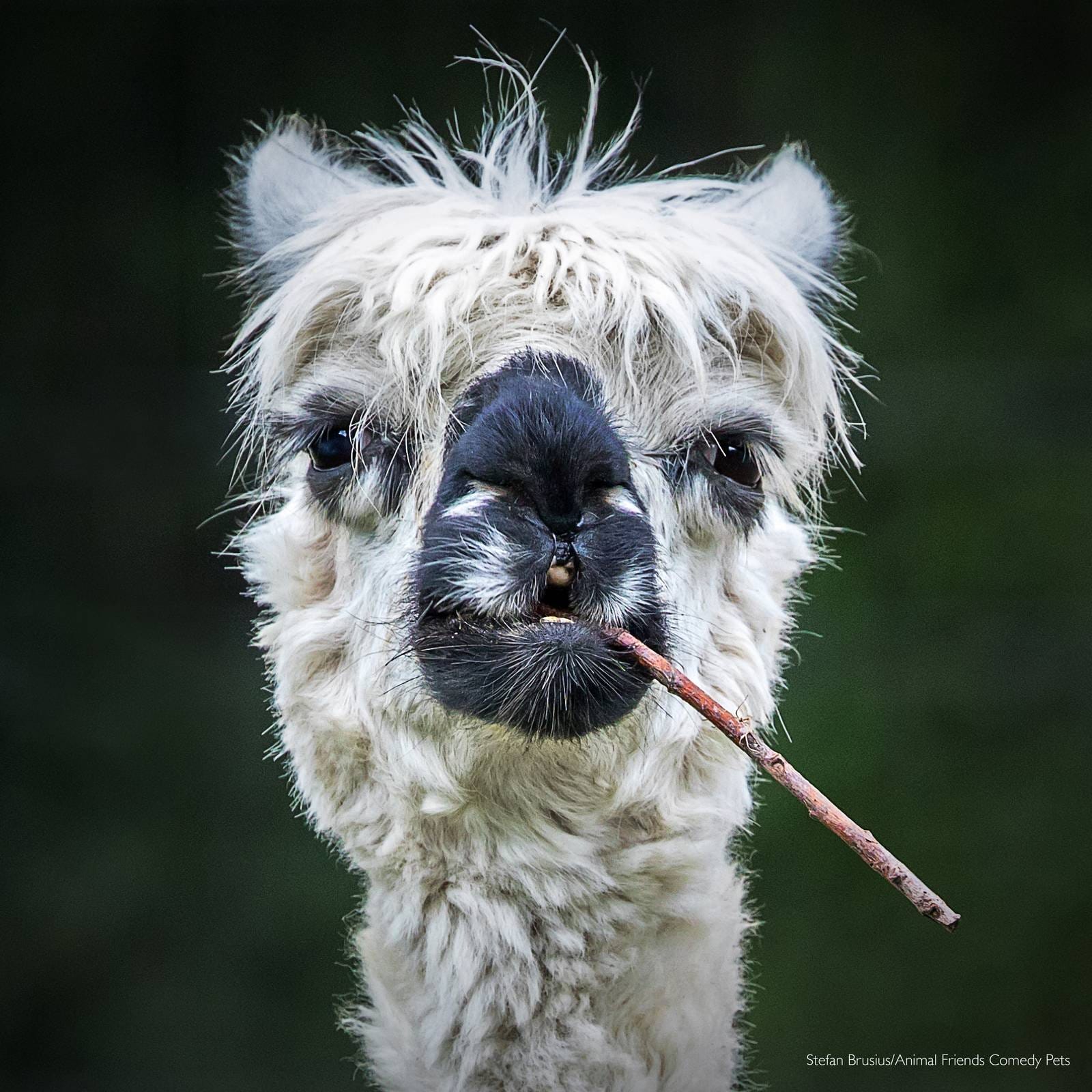 Photo rapproché d'un lama aux poils ébourrifés tenant un bâton dans le coin de sa bouche 