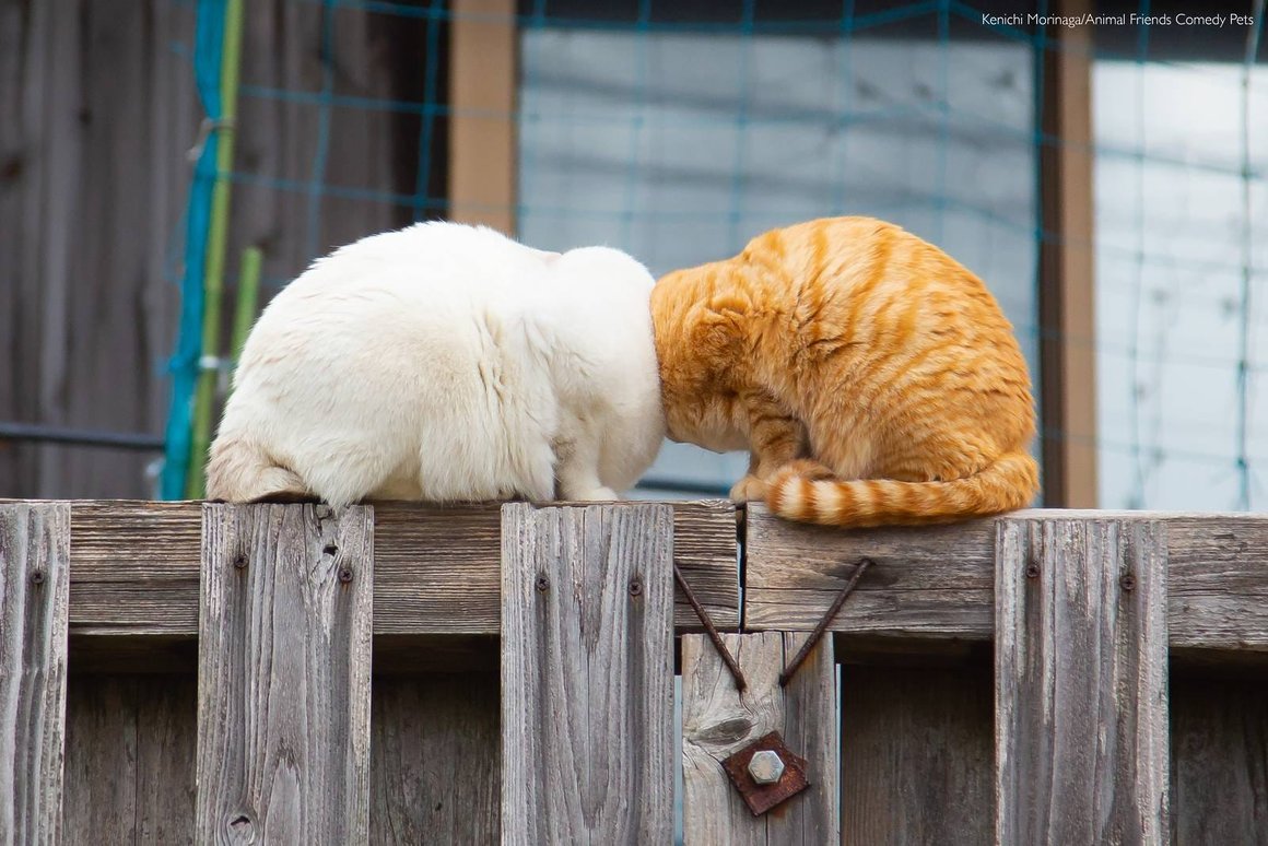 Deux chats roux et blanc sont assis sur une clôture, truffe contre truffe, donnant lieu à illusion qu'ils n'ont pas de tête.
