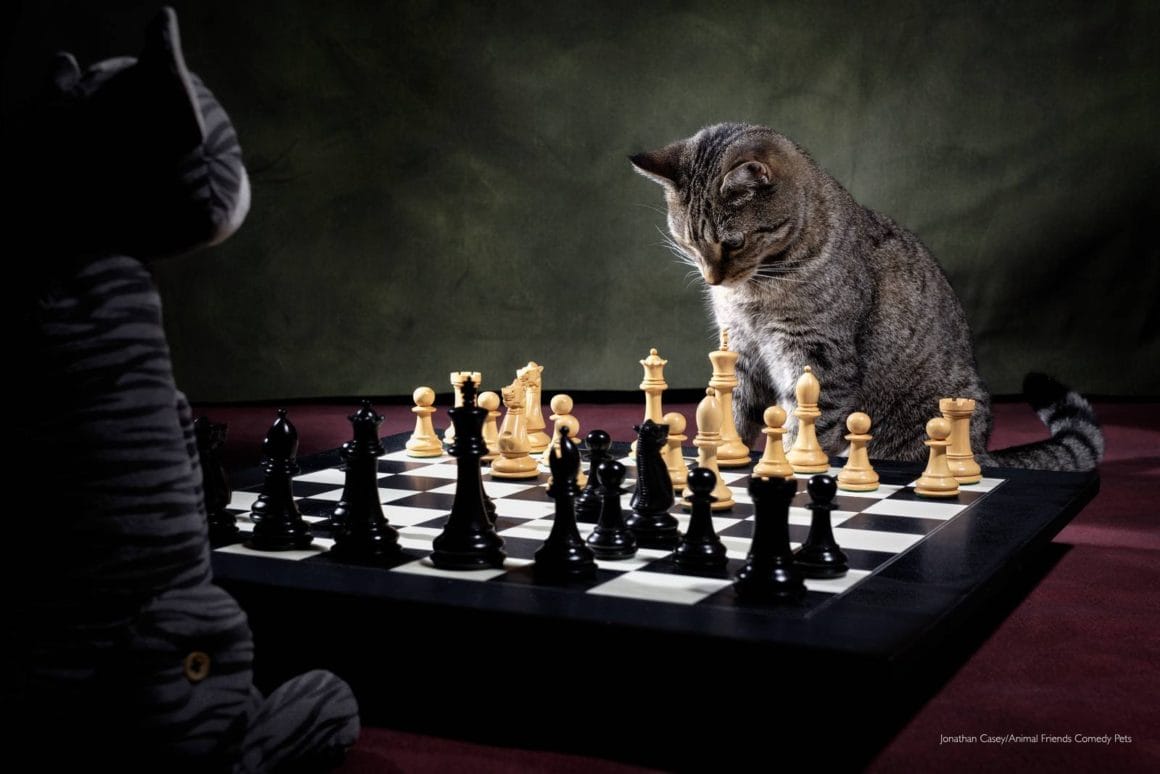 Un chat est devant un plateau d'échec avec une peluche en face de lui. Comme prêt à jouer