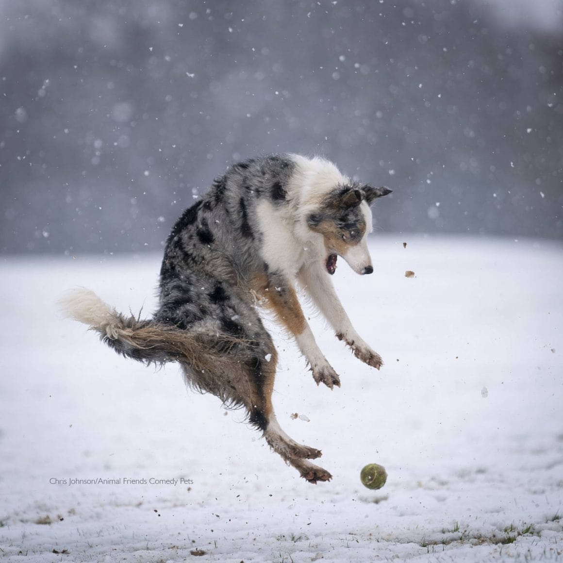 Un chien est prêt à bondir sur sa balle les pattes en avant et la gueule grande ouverte. Le tout dans un décor enneigé.