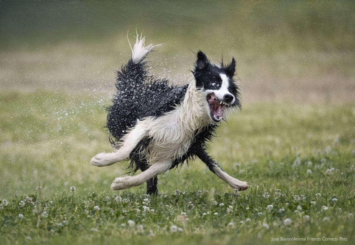 Photo d'un chien courant à toute vitesse. Ses pattes avants partent à gauche et ses pattes arrières à droite. Il a la gueule et les yeux grands ouverts