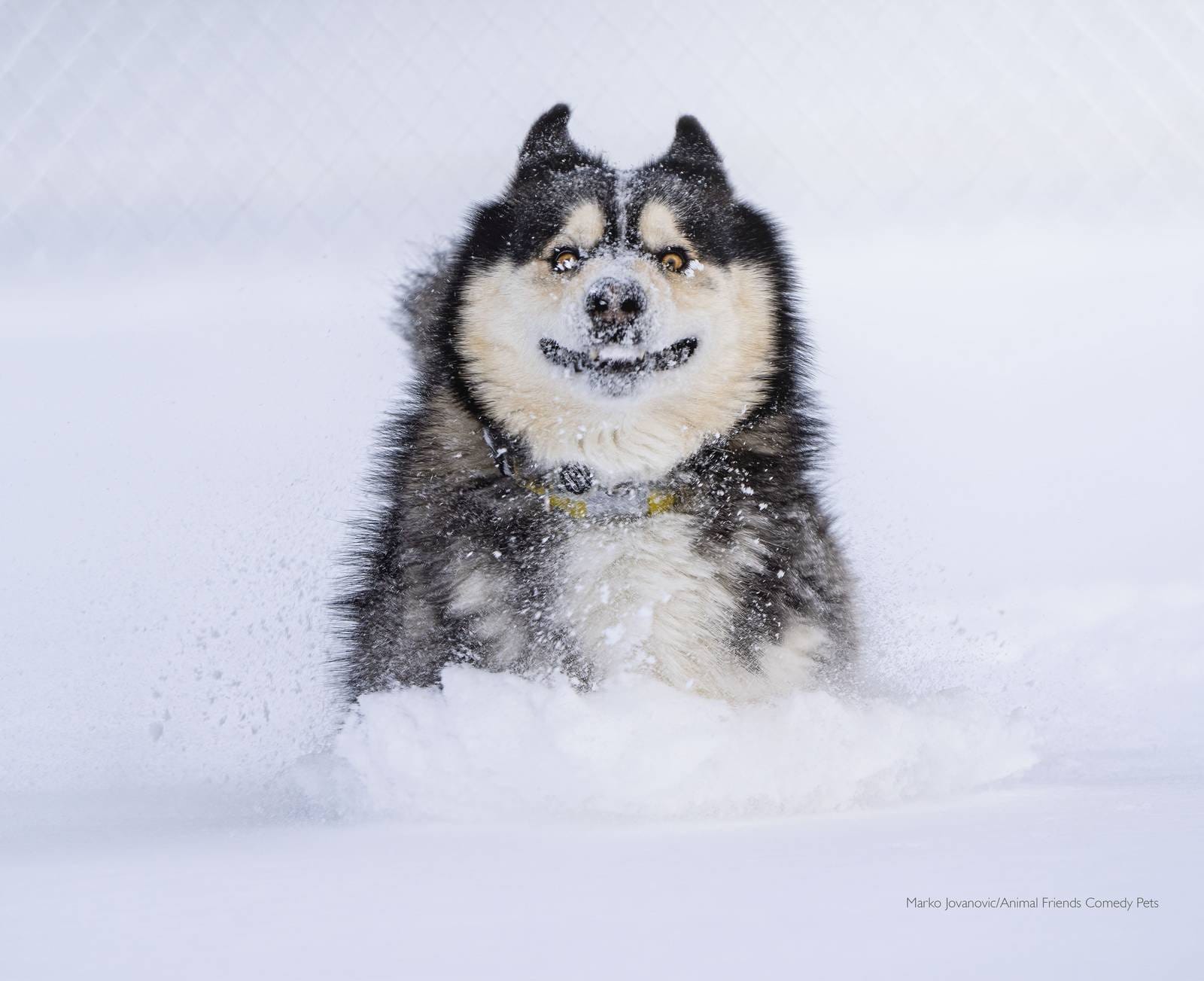 Un husky est dans la neige on dirait qu'il nous sourit.